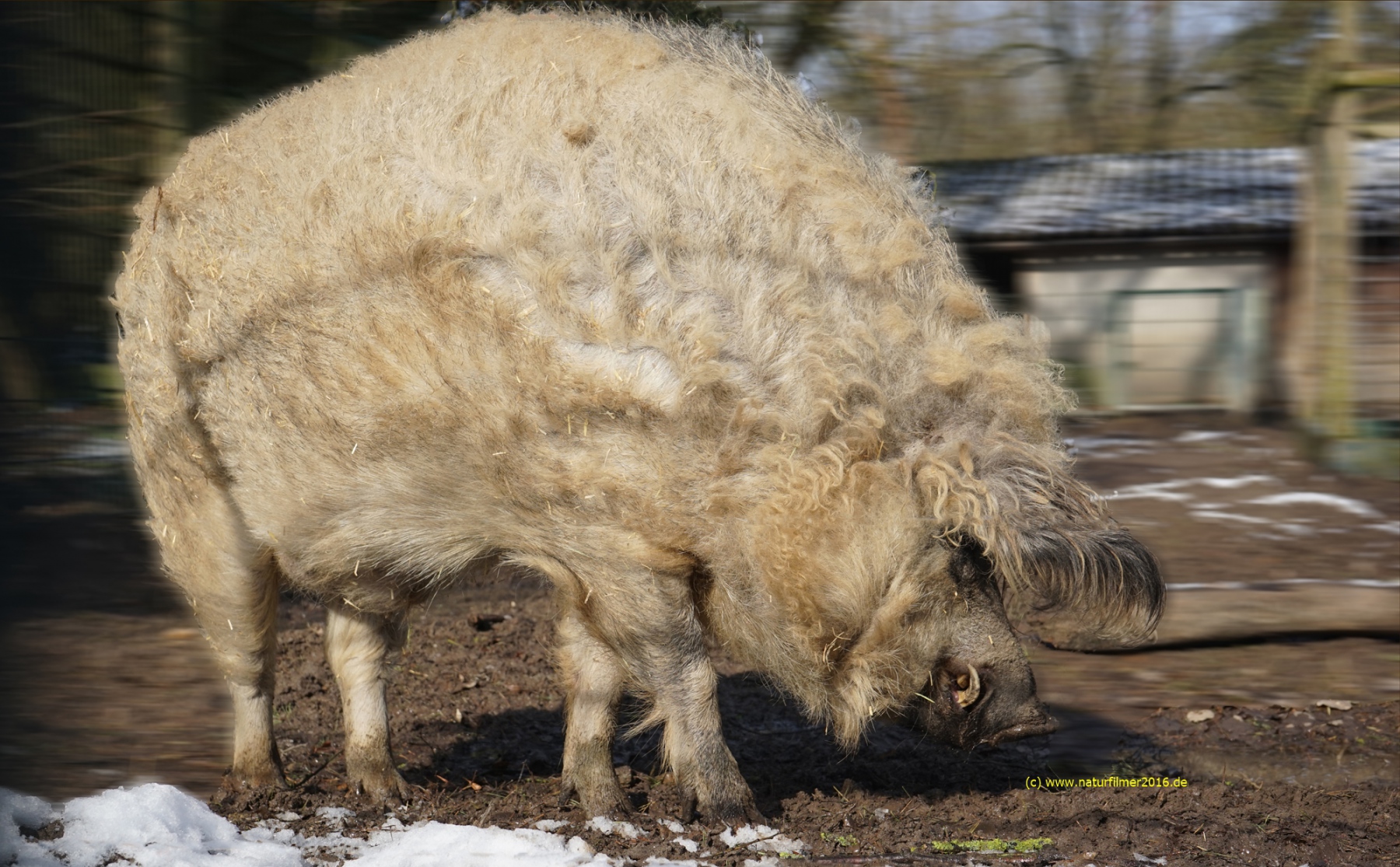 Es handelt sich bei dem Foto um ein Blondes Mangalitzaschwein auch Blondes Wollschwein oder Blondes Lockenschwein (Sus scrofa f. domestica) genannt und ist im Gonsenheimer Wildpark zu sehen. Name des Tieres "Frederick "