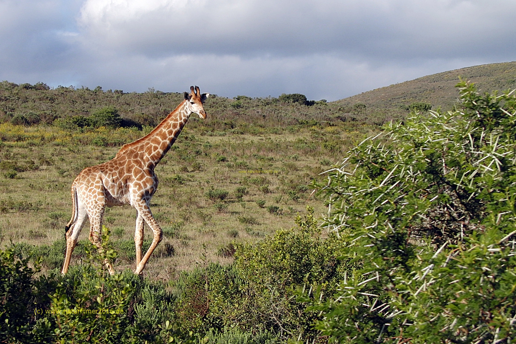 Giraffe in freier Wildbahn