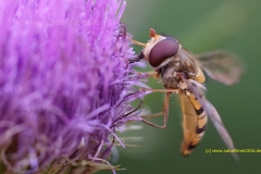 1_20180629_schwebfliege_-1_2000er