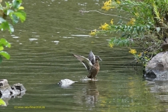 Ente bei der täglichen Reiniung in der Flachwasserzone an der Saar