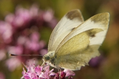 Ein Schmetterling saugt aus einer Blüte den Nektar