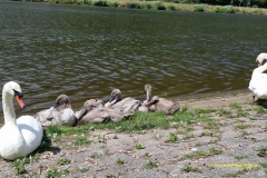 Schwäne in der Saar