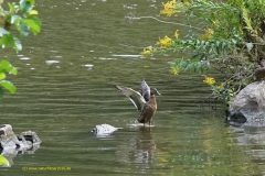 Ente bei der täglichen Reinigung in der Flachwasserzone an der Saar