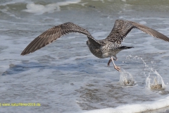 Möwe nimmt Anlauf beim Starten am Stand bei Domburg