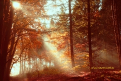 Herbststimmung, Sonne vertreibt den Nebel