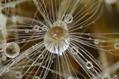 Es handelt sich bei dem Foto um Löwenzahn (engl. Dandelion); genauer gesagt um eine „Pusteblume“, in deren haarigen Flugschirmen sich sehr kleine Wassertröpfchen verfangen haben.