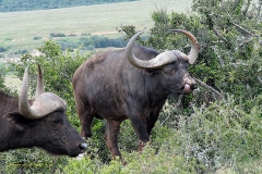 ADDO NP aafrikanischer bueffel