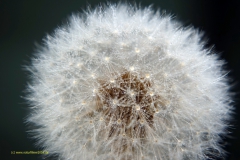 Es handelt sich bei dem Foto um Löwenzahn (engl. Dandelion); genauer gesagt um eine „Pusteblume“, in deren haarigen Flugschirmen sich sehr kleine Wassertröpfchen verfangen haben.