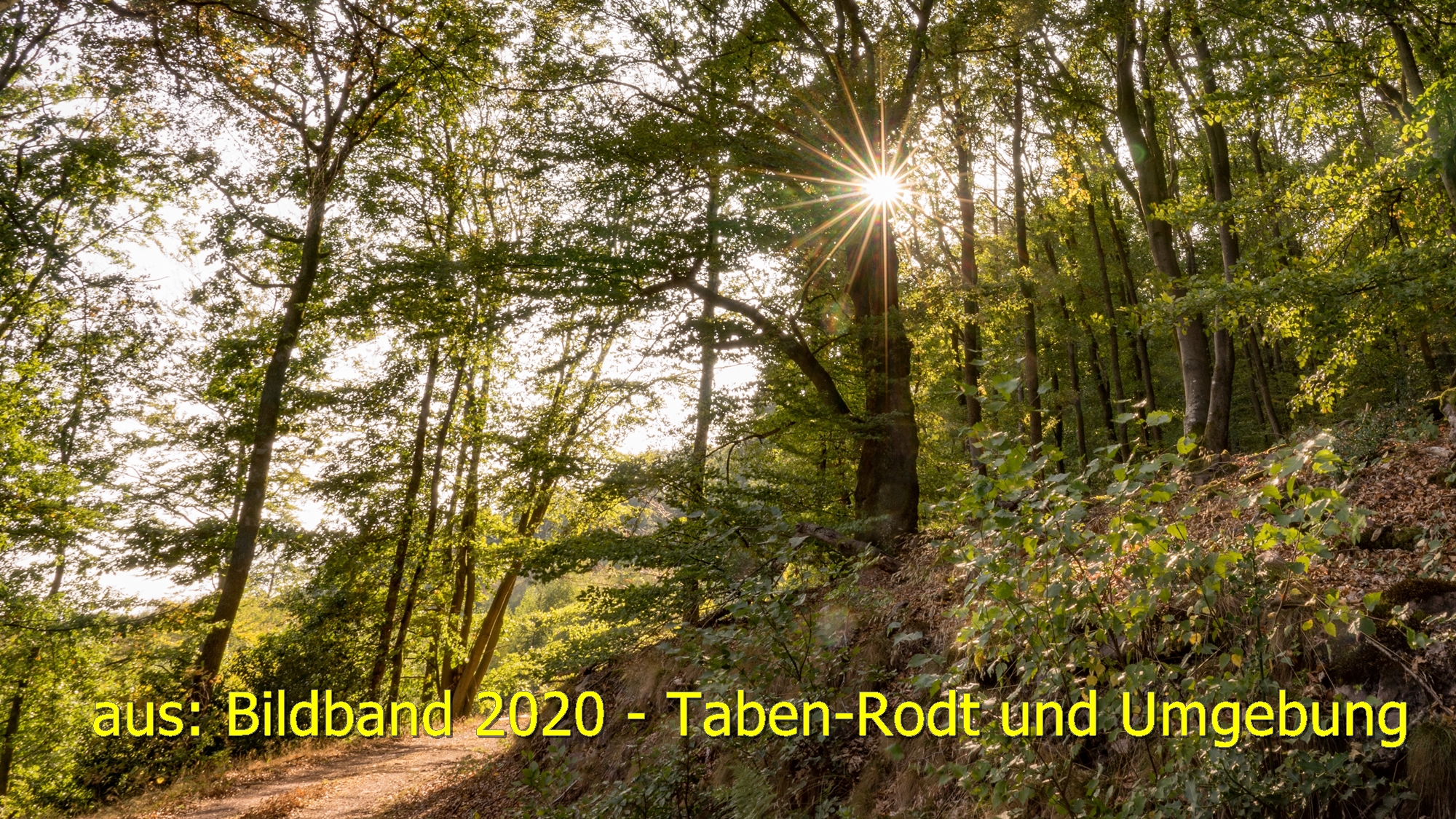 Im Tabener-Urwald